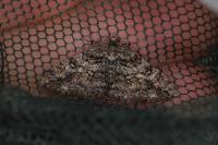 Cleora cinctaria
