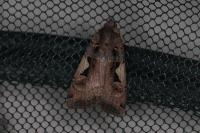 Xestia c-nigrum