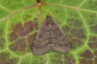 Nodaria nodosalis