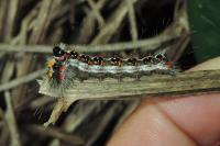 Acronicta tridens