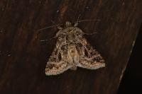 Thysanoplusia daubei