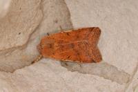 Agrochola lychnidis