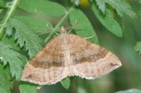 Scotopteryx chenopodiata