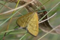 Mecyna flavalis
