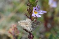 Phibalapteryx virgata