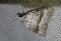 Nola aerugula