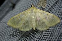 Patania ruralis