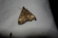 Pyrausta aurata