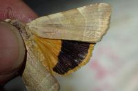 Noctua fimbriata/tirrenica