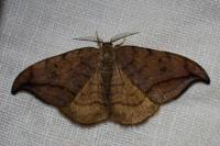 Drepana curvatula