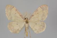 Idaea politaria