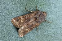 Aporophyla chioleuca