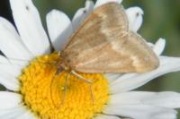 Pyrausta aerealis