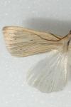 Mythimna pallens