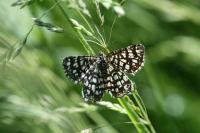 Chiasmia clathrata