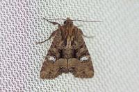 Mesapamea secalis
