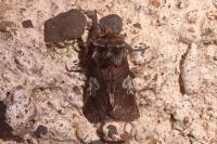 Diloba caeruleocephala