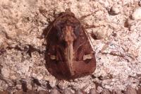 Trigonophora flammea