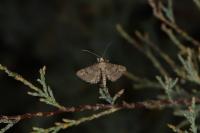 Gymnoscelis rufifasciata