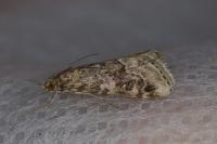Hellula undalis