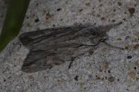 Lithophane leautieri