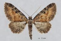 Eupithecia icterata