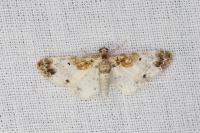 Eupithecia breviculata