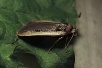 Ochropleura plecta