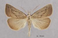 Macrochilo cribrumalis