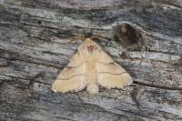Malacosoma neustria
