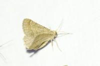 Isturgia murinaria