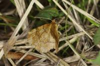 Cepphis advenaria