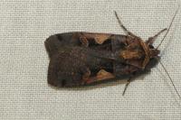Xestia c-nigrum