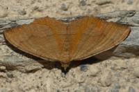 Camptogramma bilineata