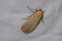 Katha depressa