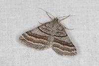 Scotopteryx coarctaria