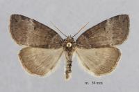 Ochropacha duplaris
