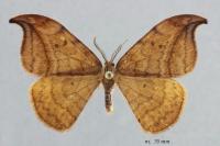 Drepana curvatula