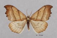 Falcaria lacertinaria
