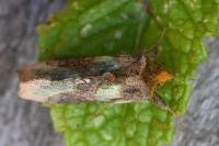 Diachrysia chrysitis
