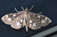 Anania coronata
