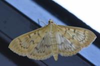 Patania ruralis