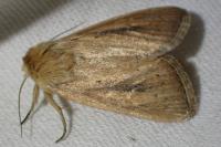 Sesamia nonagrioides