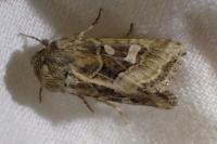 Luperina dumerilii