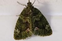 Chloroclysta siterata