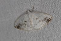 Lomographa temerata