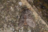 Drymonia ruficornis
