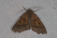 Odontopera bidentata