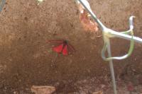 Tyria jacobaeae