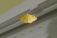 Opisthograptis luteolata